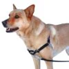 PetSafe Easywalk Hondenharnas - Zwart - M