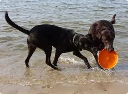 Zogoflex Zisc Flying Disc - Small - Orange 1 Zogoflex Zisc Flying Disc - Small - Orange