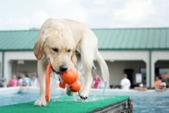 KONG Wet Wubba - Extra Large