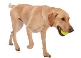 Zogoflex Jive - Small - Lime 2 Zogoflex Jive - Small - Lime - Afbeelding 2