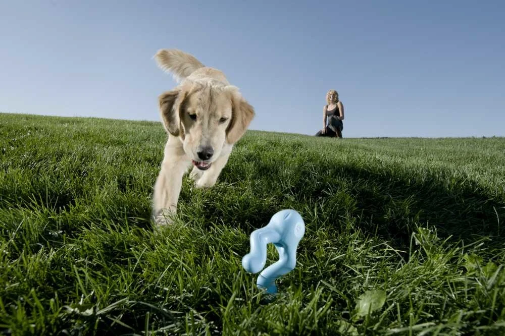 Zogoflex Tizzi - Small - Aqua 1 Zogoflex Tizzi - Small - Aqua