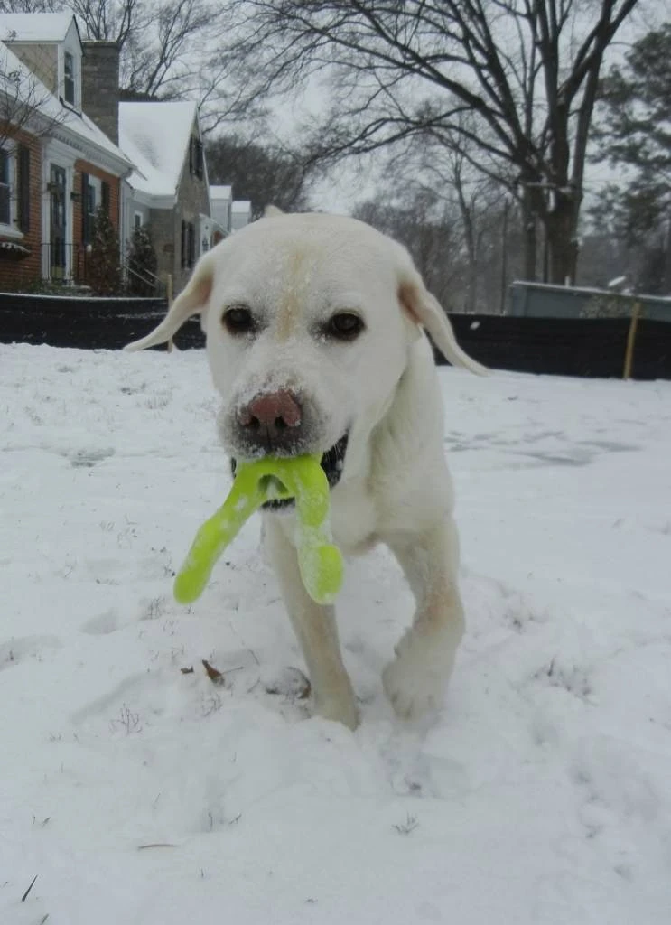 Zogoflex Tizzi - Large - Lime 1 Zogoflex Tizzi - Large - Lime