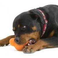 Zogoflex Tux Treat Toy - Orange
