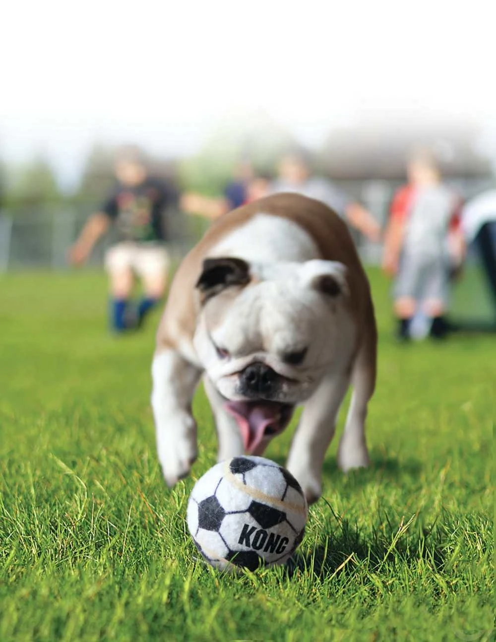 KONG Sport Balls - L - 2 Stuks 1 KONG Sport Balls - L - 2 Stuks