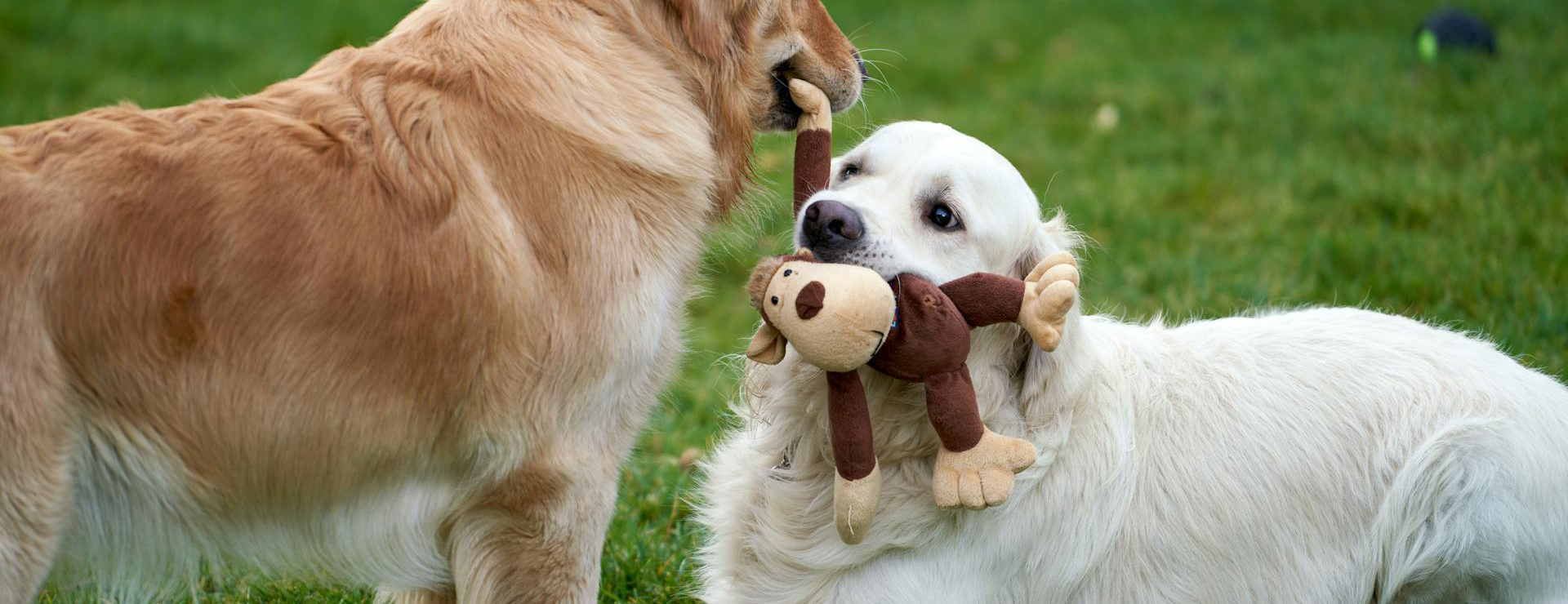 Huisdierproducten -Huisdierproducten pexels barnabas davoti 31615494 14084426