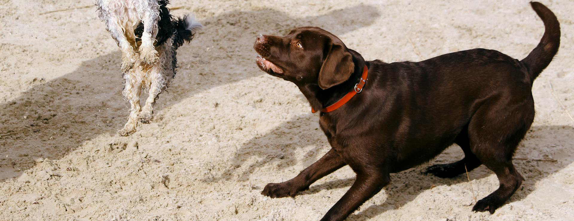 Huisdierproducten -Huisdierproducten pexels thijsvdw 998254